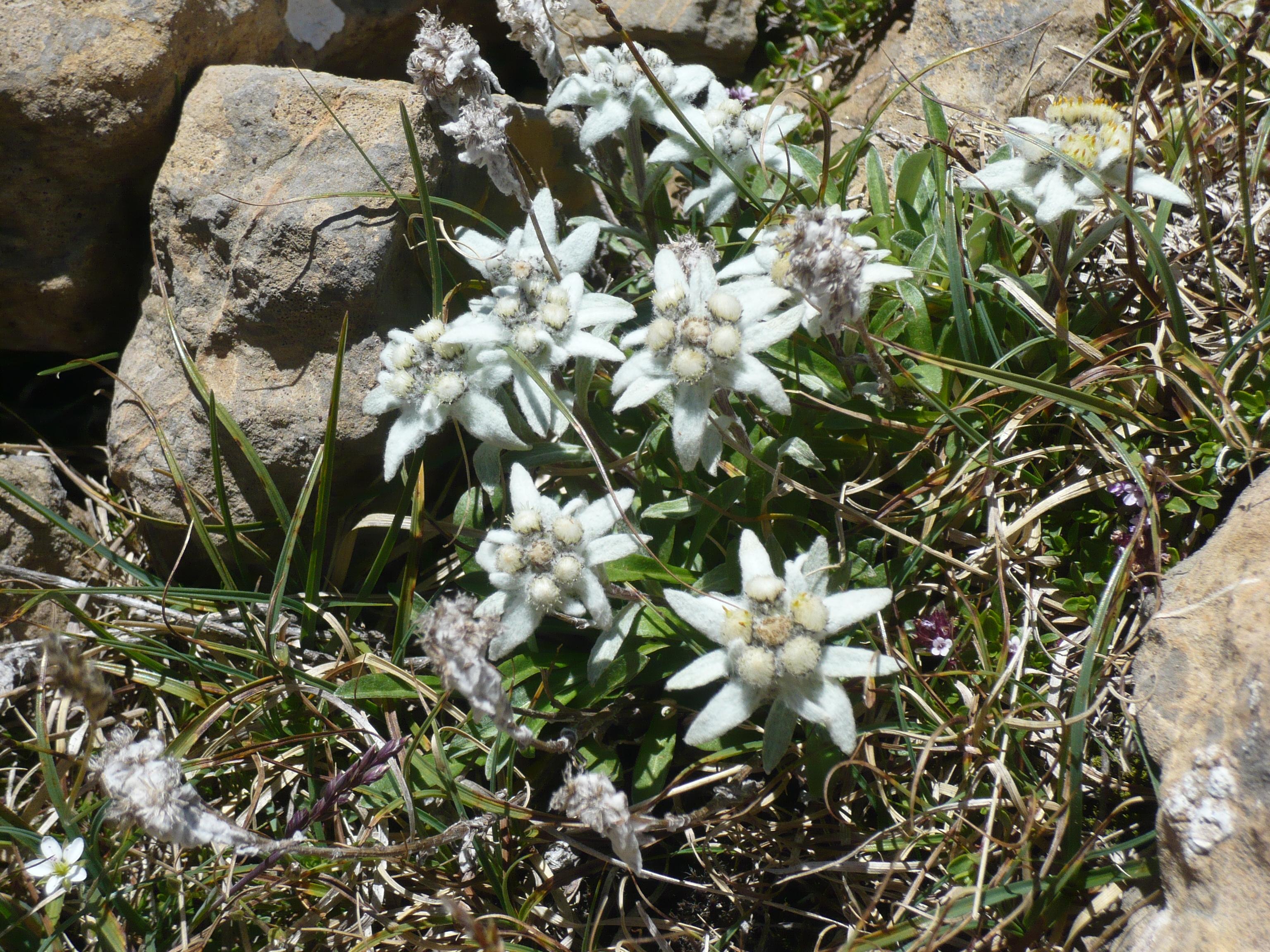 Abadia Del Pirineo Hotel ตรามาคาสติลญา เด เตนา ภายนอก รูปภาพ